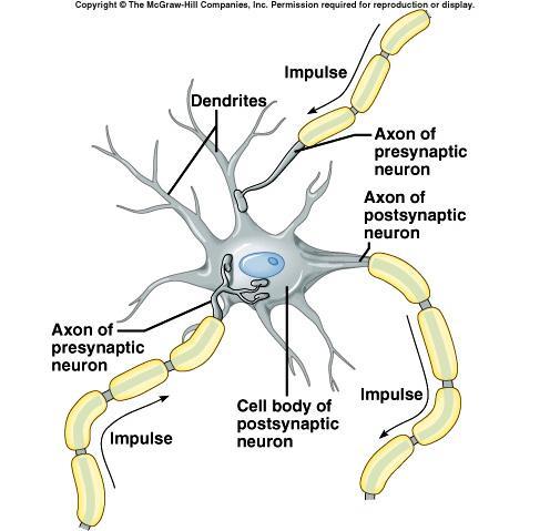 The Synapse Nerve impulses pass