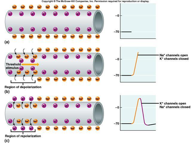 Action Potentials at rest membrane is polarized threshold stimulus reached sodium