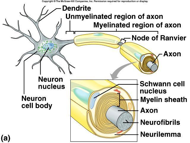 Myelination of Axons White