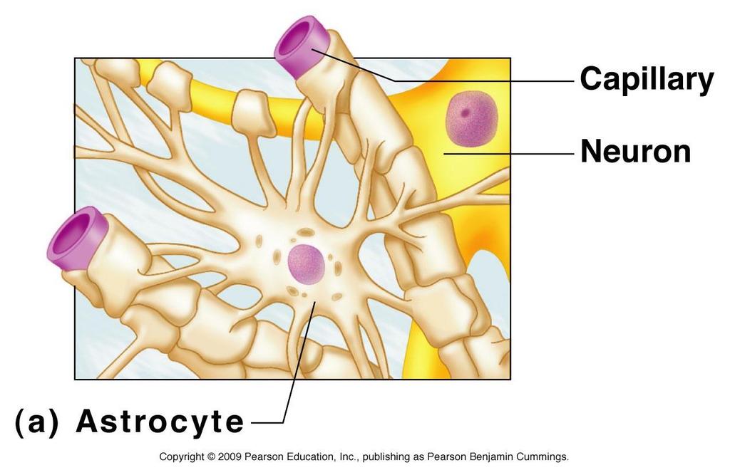 Types of Neuroglia Astrocytes