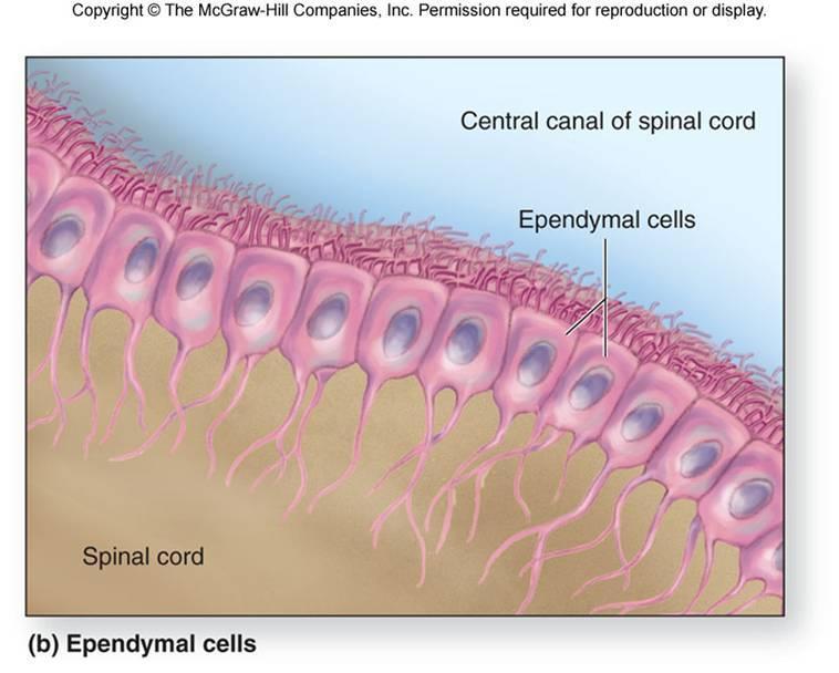 Types of Neuroglia Ependymal cells Form a membrane that covers