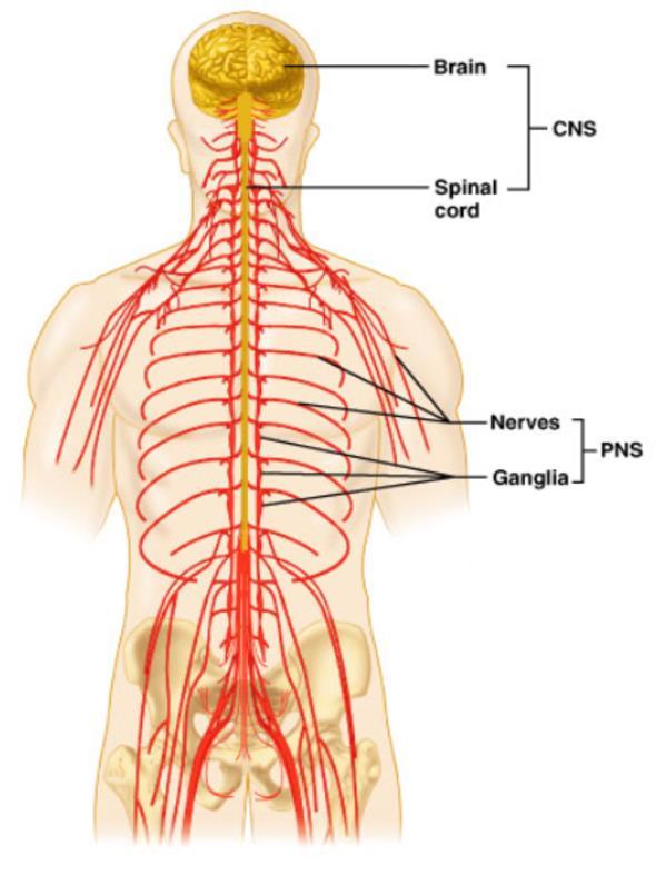 Nervous System Central nervous system (CNS) Consists of the brain and spinal cord Peripheral