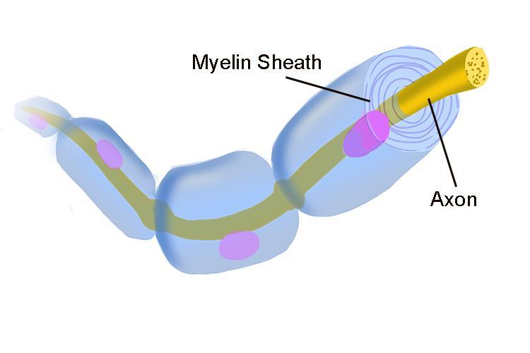 Myelin Sheath Serves as the insulation around the axon Speeds up electrical