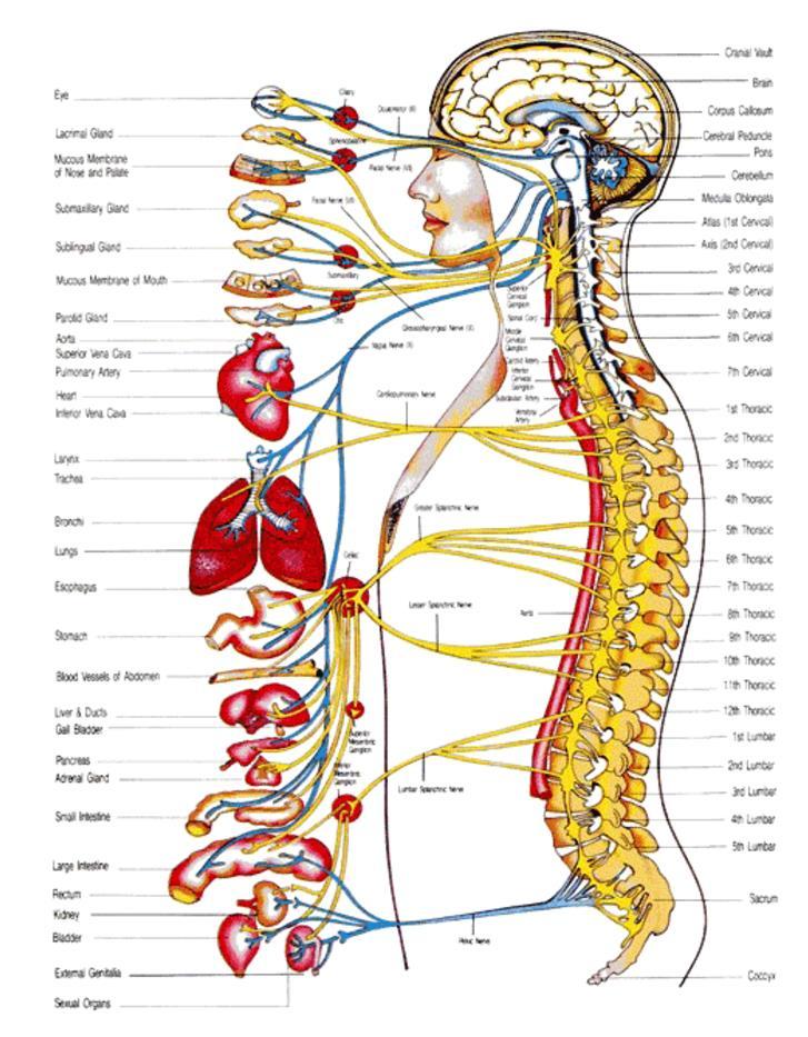 Motor Function Somatic nervous system Voluntary (Conscious) control Skeletal muscles Autonomic