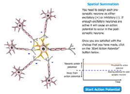 Cl - influx Spatial summation When activity is present in more than one synaptic knob at
