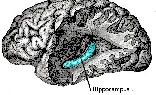 Hippocampus, say what?