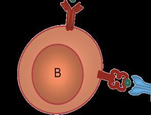 2. AMR treatments Rituximab B-cells IL-2 B B