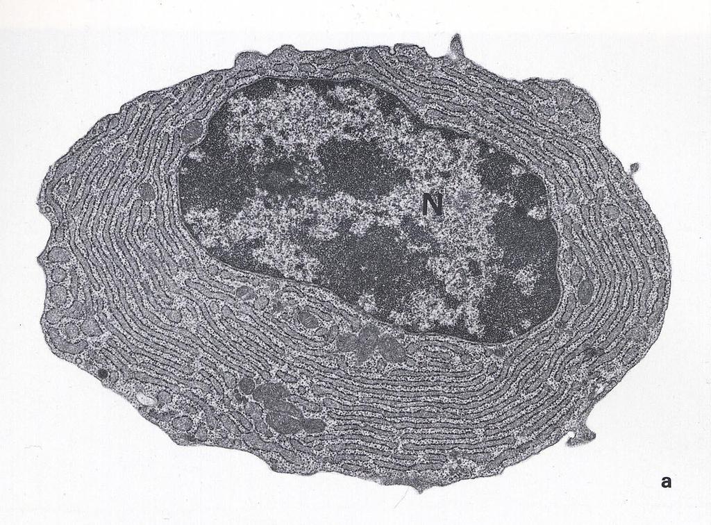 The long lived plasma cell Ribosomes: RER Massive RER & Golgi Bone marrow sanctuary sites nucleus Golgi apparatus Image form Dr J