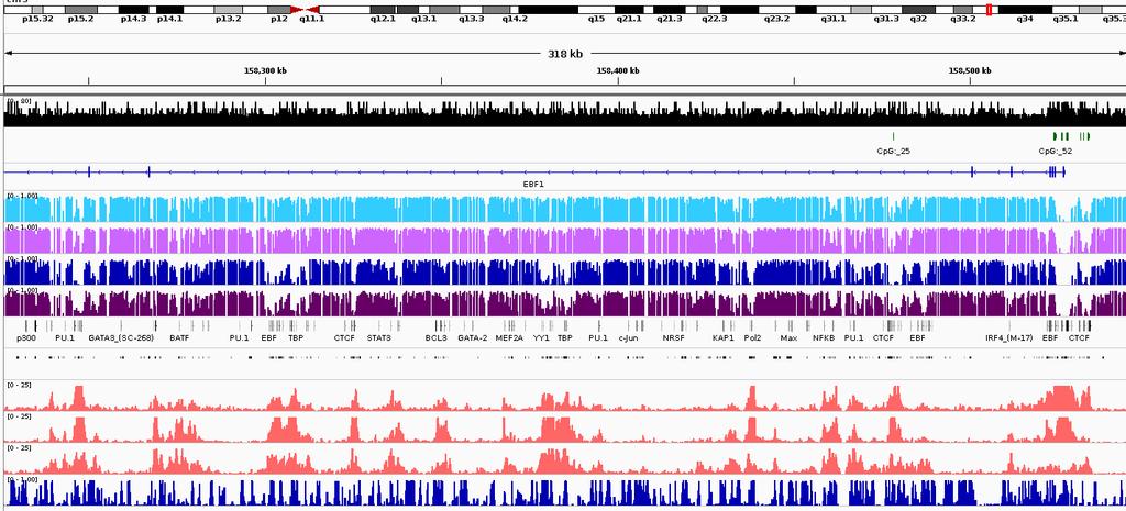 Example of DNA methylation programming during B cell maturation: EBF1: (chromosome 5) %GC CpG
