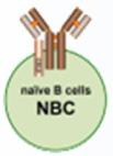Summary IV - Normal B cell DNA methylation programming: Hypomethylation of