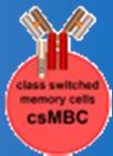 (CD40L) AP-1 EBF Oct NF-kB MYC HOXA9 NBC GCF encsmbc ncsmbc MGZ csmbc T H How do