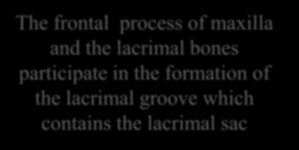 formation of the lacrimal groove which