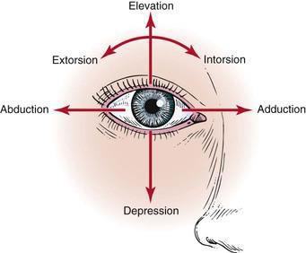 Movements of the eyeball Elevation-moving the pupil/cornea superiorly Depression-moving the pupil/cornea inferiorly Abduction-moving the pupil/cornea laterally Adduction-moving the pupil/cornea