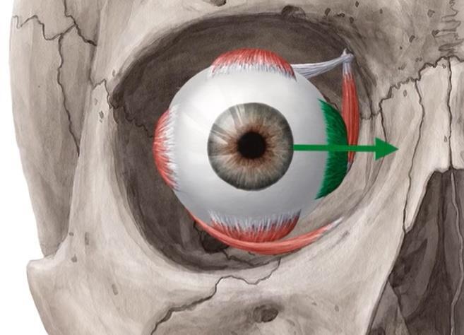 3-Medial rectus Origin: Medial part of common tendinous ring Insertion: Anterior half of eyeball medially