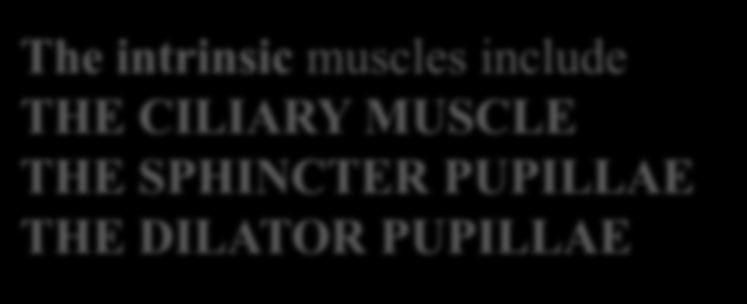 The intrinsic muscles include THE CILIARY MUSCLE THE SPHINCTER
