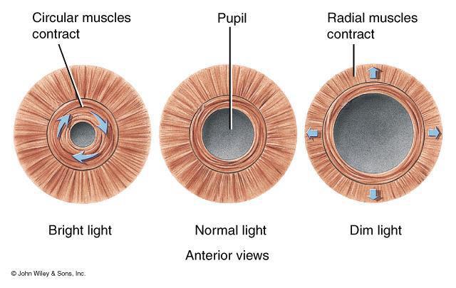 Intrinsic Eye Muscles