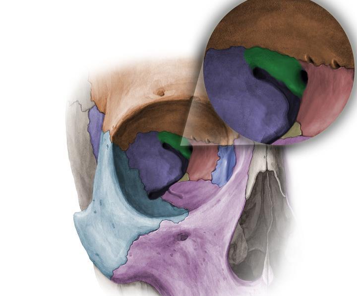 from the anterior cranial fossa and the frontal