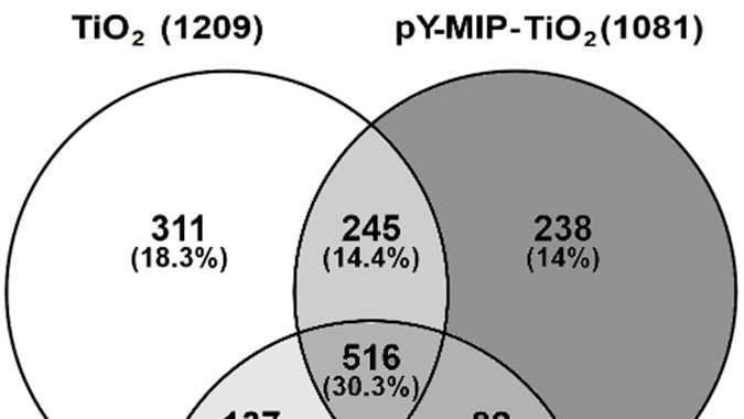 Figure S4: Numerical relationship between phosphopeptides identified minimally in 2 of 3 replicates, between TiO2, TiO2-pY-MIP and py-mip-tio2.