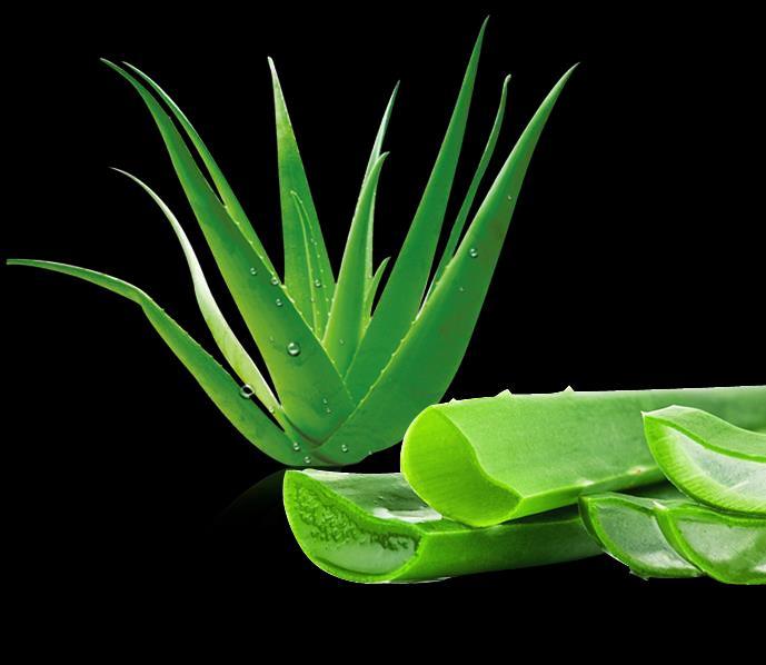 MRP-1199 DP- 900 Key Ingredients : Each 100 ml contains : Stabilized Aloe Vera-98.