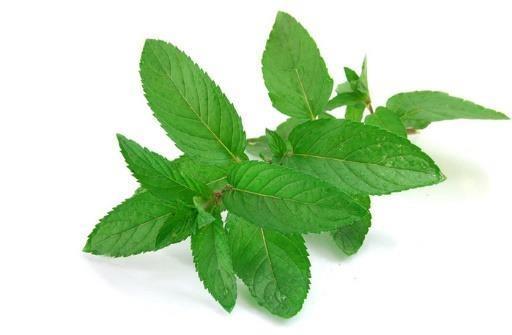HOLY TULSI BENEFITS OF HOLY TULSI It is 100% natural & phyto molecular serum of 5 types of Basil drawn by Nano technology.