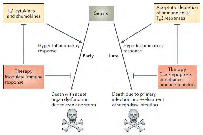 Immune response and death in sepsis
