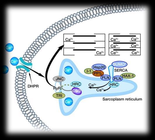 novel therapeutic targets focusing on disease mechanism SERCA2a gene transfer using