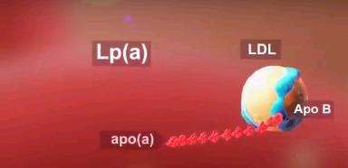 Lipoprotein A is modified form of LDL in which apolipoprotein(a) is bound to apolipoprotein B Major landmark RCTs