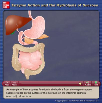 4-7 Enzyme Activation Please note that due to differing operating systems, some animations will not appear until the presentation is viewed in Presentation Mode (Slide Show view).