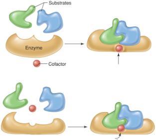 enzyme inducing a change in shape Coenzymes organic cofactors derived from water-soluble vitamins (niacin, riboflavin) accept electrons from an enzyme in one pathway and transfer them to