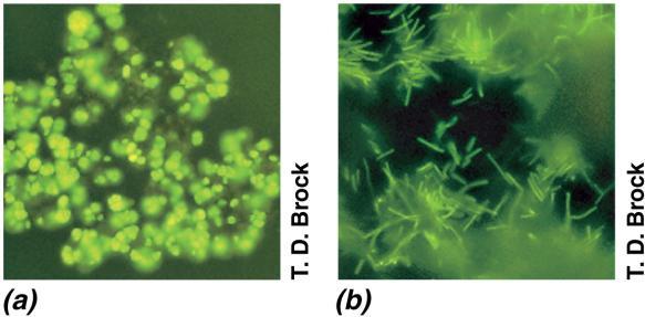 14.10 Methanogenesis The autofluorescence of coenzyme F 420 can be used to identify methanogens microscopically (Figure 14.19) Methanosarcina barkeri Methanobacterium formicicum Figure 14.