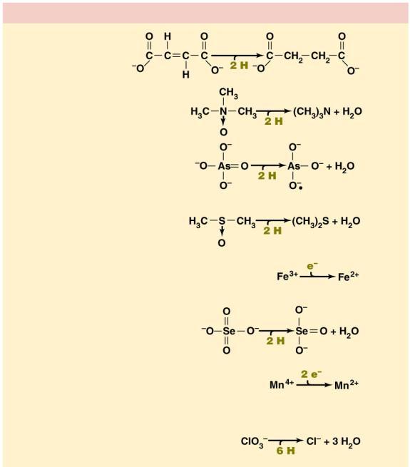 Figure 14.24 Some alternative electron acceptors for anaerobic respirations Couple Reaction E 0 Fumarate/ Succinate 0.03 Trimethylamine-N-oxide (TMAO)/ Trimethylamine (TMA) 0.13 Arsenate/ Arsenite 0.