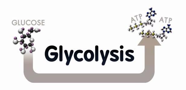WHAT IS GLYCOLYSIS?