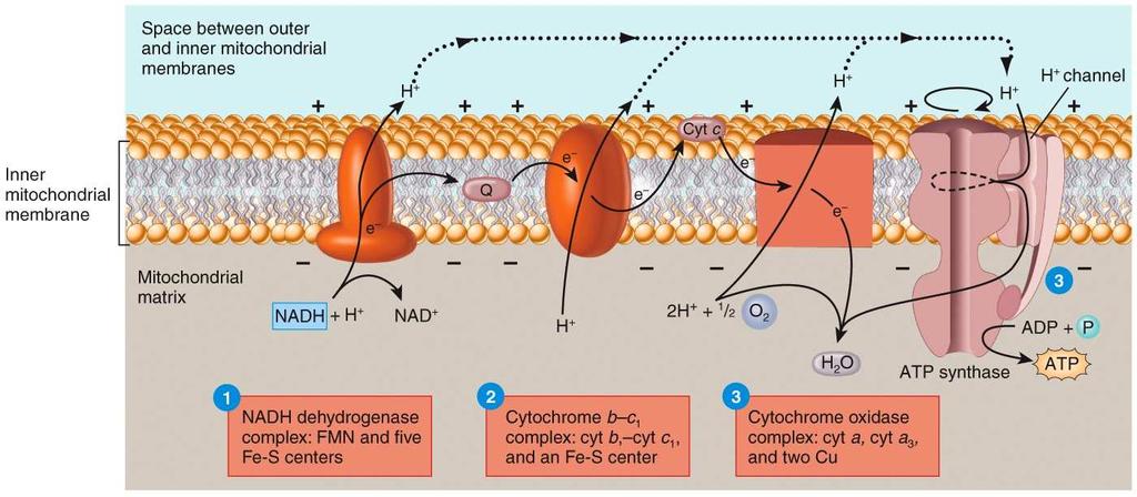 Inside of the inner mitochondrial membrane, the carriers are clustered into three complexes, each acting as a proton pump that