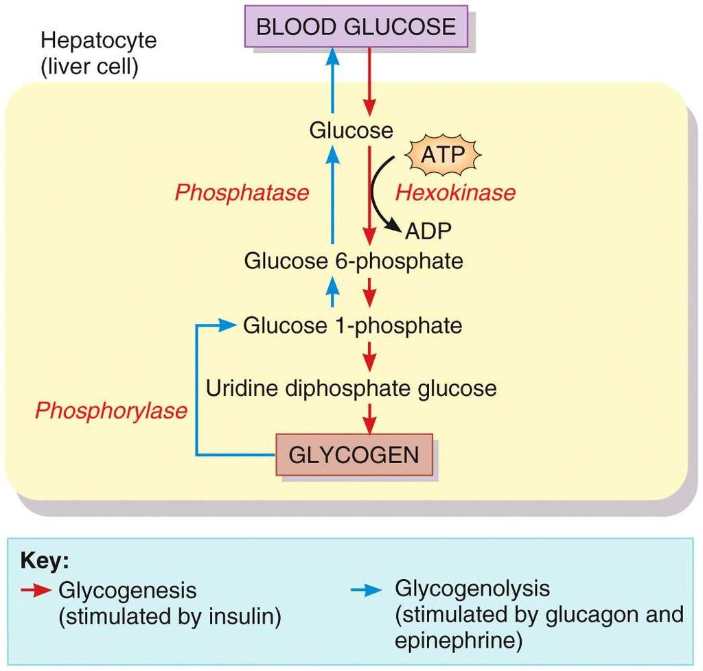 Glucose may be formed from proteins as