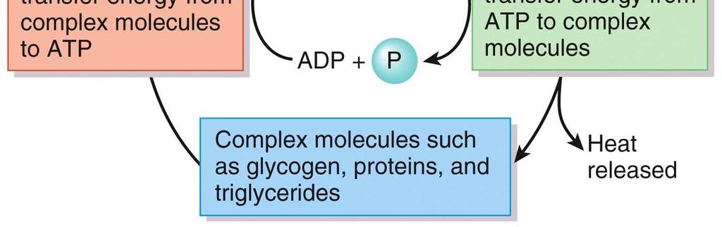 Metabolic Reactions Energy Transfer Oxidation-Reduction reactions are one category of reactions important in