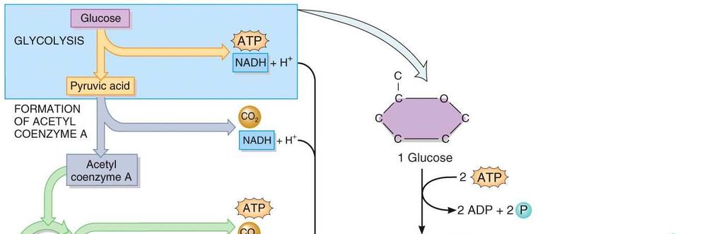 Glycolysis is the process whereby a 6- carbon glucose molecule is split