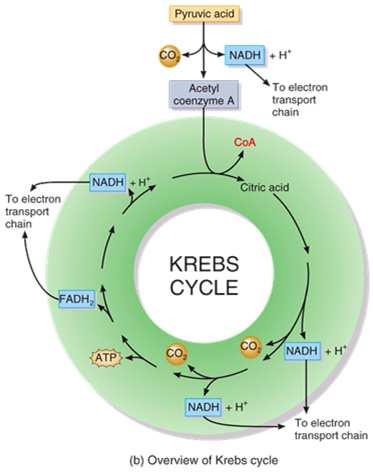 The Krebs cycle is