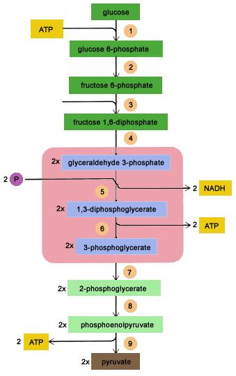Glycolysis onverts 1 glucose (6 carbons) to 2 pyruvate (3 carbons) 10-step biochemical pathway ccurs in the cytoplasm 2 NAD produced by the reduction of NAD + Net production of 2