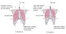 The Respiratory System Mechanics of Ventilation