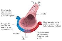 Alveolar Respiration Cellular Respiration The