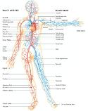 Arteries Arterioles Capillaries Venules Veins Heart and Major Vessels Click here to view an