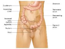 The Digestive System Digestive