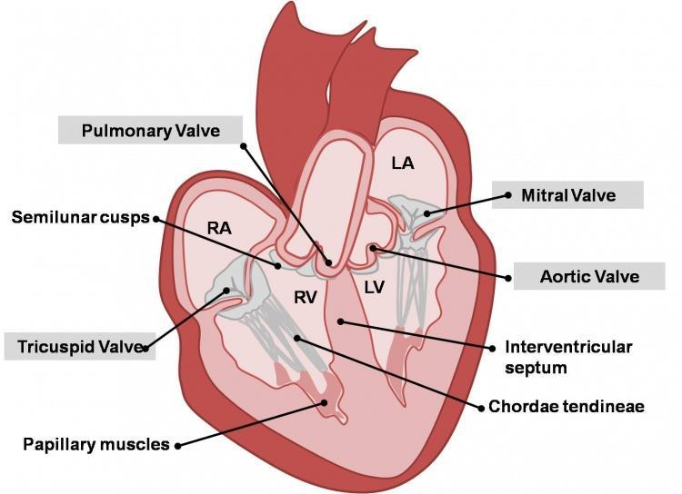 Innermost layer of heart: Endocardium Consists of an endothelium (simple squamous epithelium) plus underlying connective tissue. Cardiac valves: Folds of the endocardium.