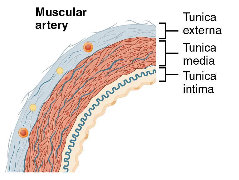 2- Muscular (medium arteries): Tunica intima: formed of endothelium separated from the tunica media by the internal elastic layer Tunica media: It is muscular