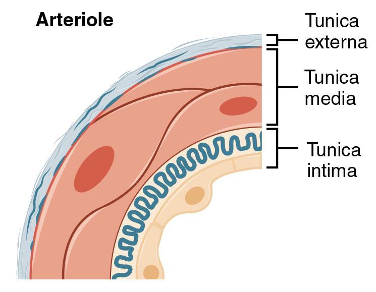 3- Small arteries and arterioles: Tunica intima: