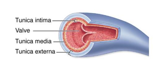 2- Medium veins: The medium veins formed by the collection of the small veins and drainage into the