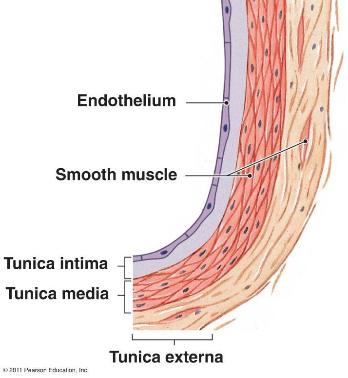 Basic Structural Organization: The walls of the entire cardiovascular system, consists of three concentric layers or tunics that are continuous between both the heart and vessels.