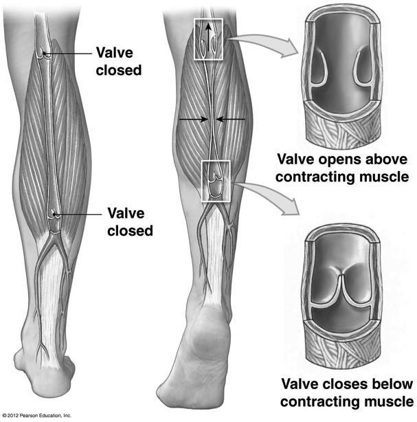 Venous Return and Valves! Valves prevent backflow into capillaries (gravity), especially in limbs! Venous return must be maintained so the heart has something to pump! 1. Skeletal muscle pump!