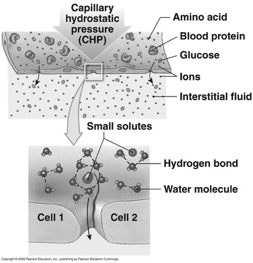 2. Capillary Exchange Filtration Figure 21-10! Filtration = movement of water and solutes across a semipermeable membrane in response to hydrostatic pressure!