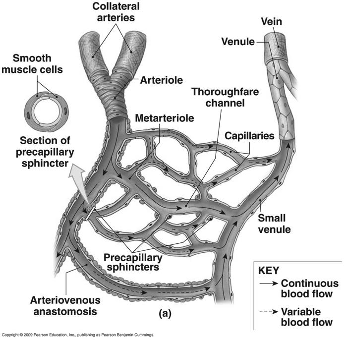 Capillary Beds (Plexuses, Networks)! Entrance regulated by precapillary sphincter! More direct A-V connections = metarterioles! Smooth muscle opens or closes metarteriole!